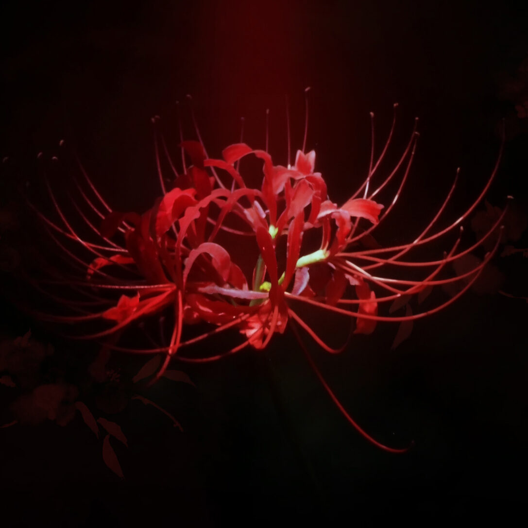 某花